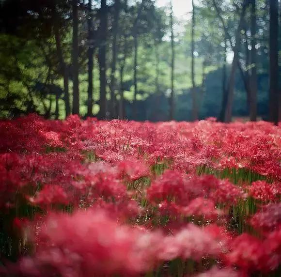 彼岸花花语是什么，彼岸花的花语是什么（花叶生生相错）