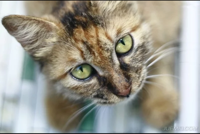 猫眼竖瞳和圆瞳的区别，猫瞳孔变化和情绪图解（猫的瞳孔为什么有圆的和竖的）