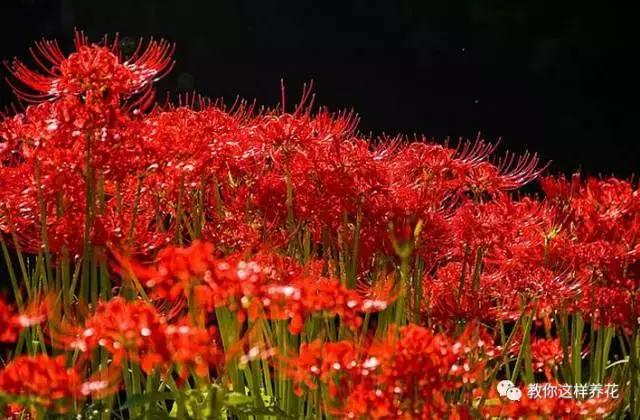 彼岸花花语是什么，彼岸花的花语是什么（花叶生生相错）