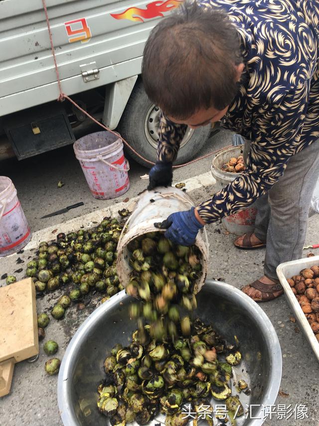 怎样剥核桃青皮，怎么剥核桃的青皮（手工剥核桃青皮）