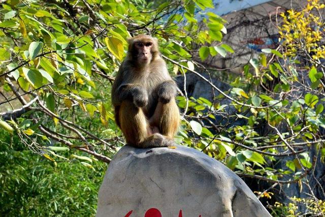 云台山在哪里，河南旅游云台山在哪里（为什么很多人吐槽太贵）