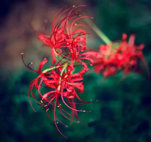 彼岸花花语是什么，彼岸花的花语是什么（花叶生生相错）