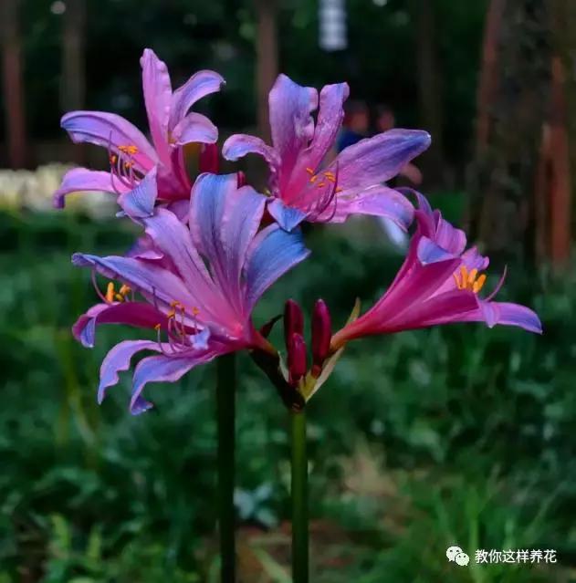 彼岸花花语是什么，彼岸花的花语是什么（花叶生生相错）