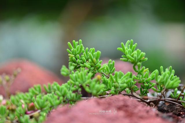 冰菜好吃吗?像什么蔬菜的味道，冰菜好吃吗?像什么蔬菜的味道（植物笔记~ 冰菜是什么菜）