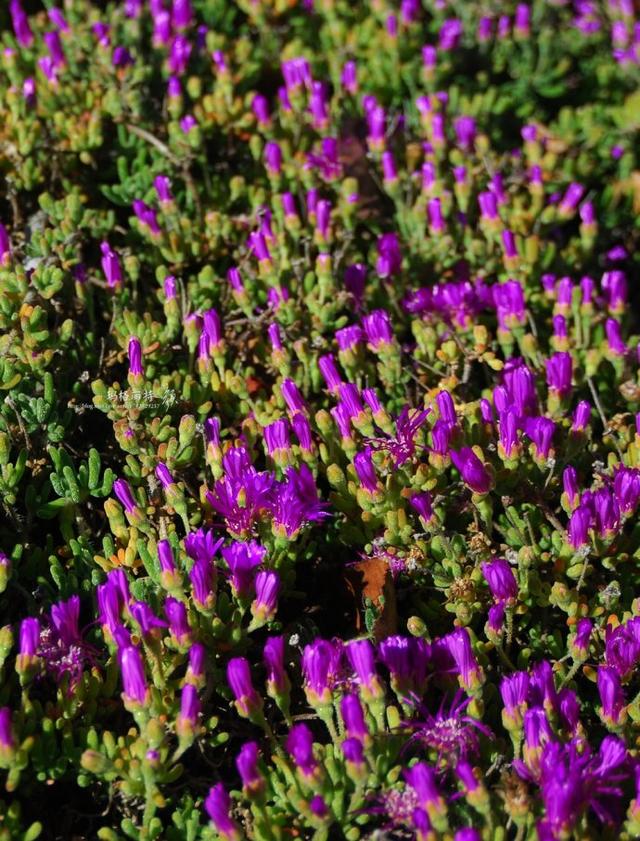 冰菜好吃吗?像什么蔬菜的味道，冰菜好吃吗?像什么蔬菜的味道（植物笔记~ 冰菜是什么菜）