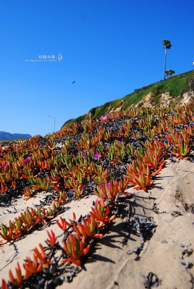 冰菜好吃吗?像什么蔬菜的味道，冰菜好吃吗?像什么蔬菜的味道（植物笔记~ 冰菜是什么菜）