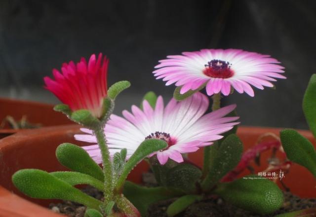 冰菜好吃吗?像什么蔬菜的味道，冰菜好吃吗?像什么蔬菜的味道（植物笔记~ 冰菜是什么菜）