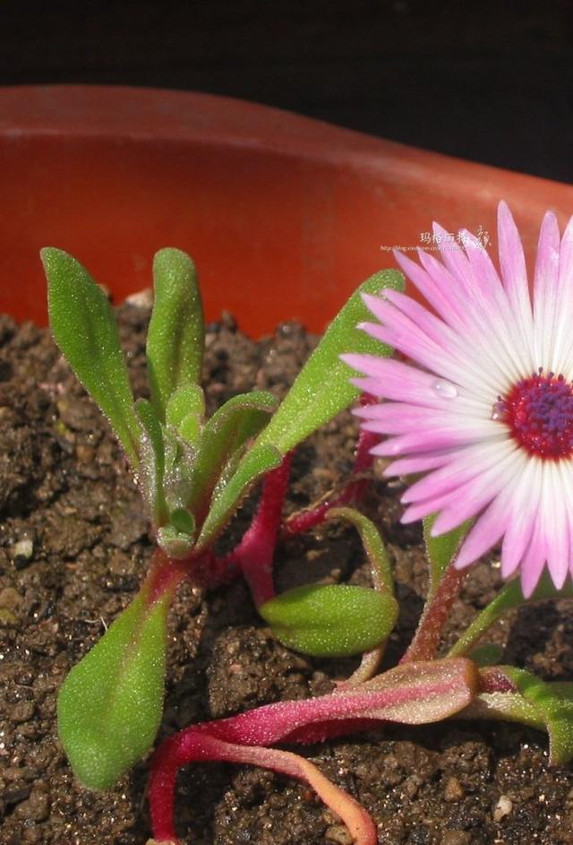 冰菜好吃吗?像什么蔬菜的味道，冰菜好吃吗?像什么蔬菜的味道（植物笔记~ 冰菜是什么菜）