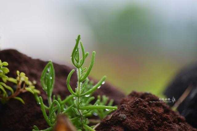 冰菜好吃吗?像什么蔬菜的味道，冰菜好吃吗?像什么蔬菜的味道（植物笔记~ 冰菜是什么菜）