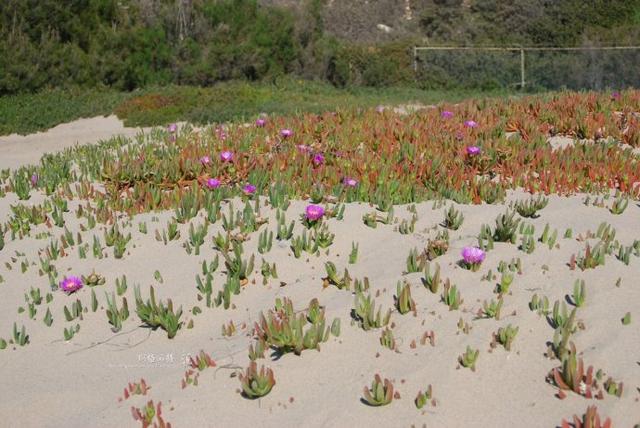 冰菜好吃吗?像什么蔬菜的味道，冰菜好吃吗?像什么蔬菜的味道（植物笔记~ 冰菜是什么菜）