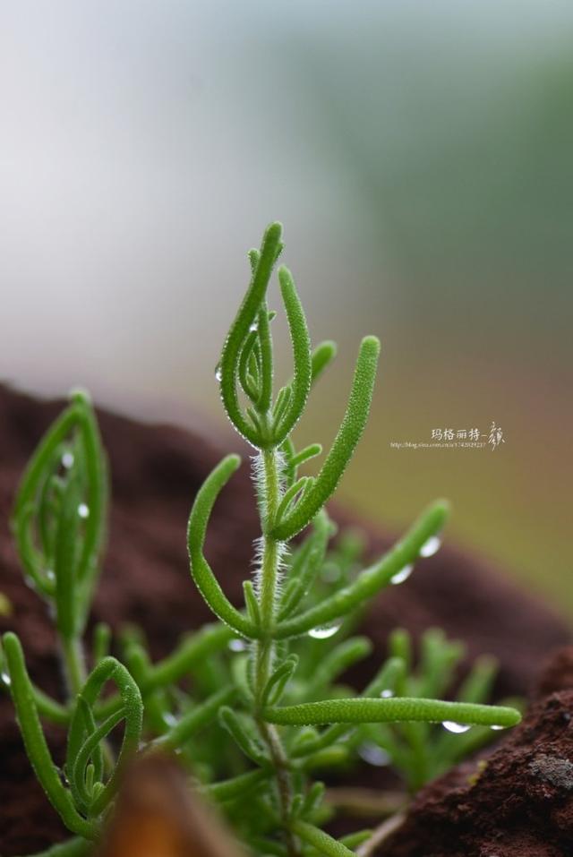 冰菜好吃吗?像什么蔬菜的味道，冰菜好吃吗?像什么蔬菜的味道（植物笔记~ 冰菜是什么菜）