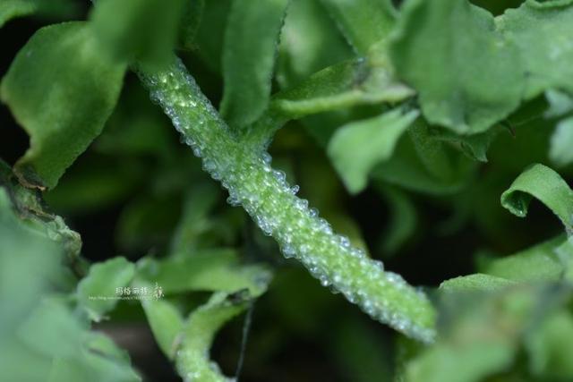冰菜好吃吗?像什么蔬菜的味道，冰菜好吃吗?像什么蔬菜的味道（植物笔记~ 冰菜是什么菜）