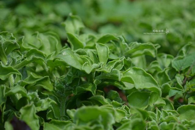 冰菜好吃吗?像什么蔬菜的味道，冰菜好吃吗?像什么蔬菜的味道（植物笔记~ 冰菜是什么菜）