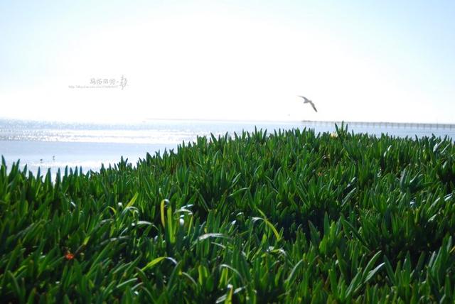 冰菜好吃吗?像什么蔬菜的味道，冰菜好吃吗?像什么蔬菜的味道（植物笔记~ 冰菜是什么菜）
