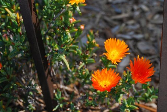 冰菜好吃吗?像什么蔬菜的味道，冰菜好吃吗?像什么蔬菜的味道（植物笔记~ 冰菜是什么菜）