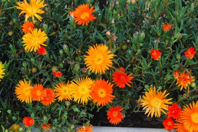 冰菜好吃吗?像什么蔬菜的味道，冰菜好吃吗?像什么蔬菜的味道（植物笔记~ 冰菜是什么菜）