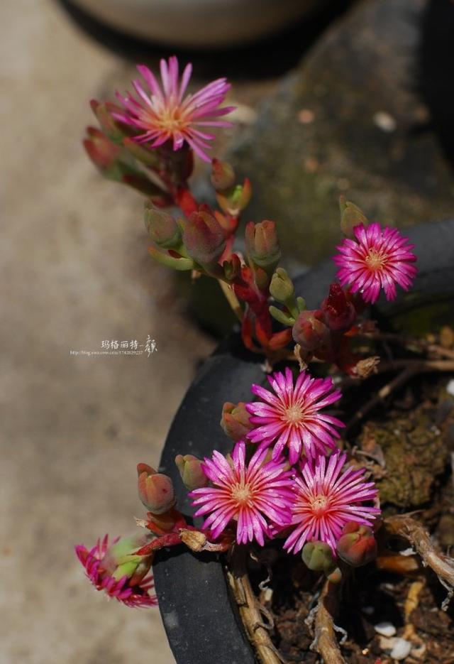 冰菜好吃吗?像什么蔬菜的味道，冰菜好吃吗?像什么蔬菜的味道（植物笔记~ 冰菜是什么菜）