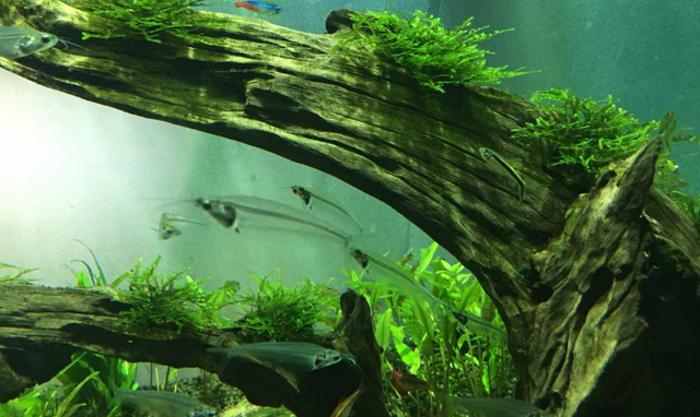 绿菊水草怎么养，绿菊水草怎么固定（这几点必不可少）