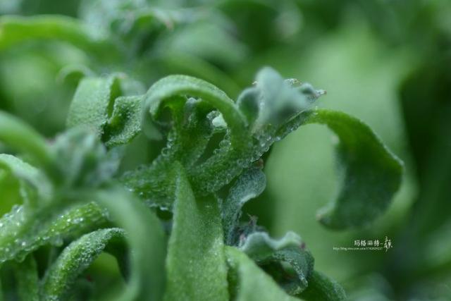 冰菜好吃吗?像什么蔬菜的味道，冰菜好吃吗?像什么蔬菜的味道（植物笔记~ 冰菜是什么菜）