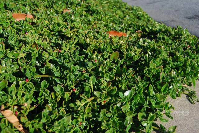 冰菜好吃吗?像什么蔬菜的味道，冰菜好吃吗?像什么蔬菜的味道（植物笔记~ 冰菜是什么菜）