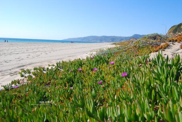 冰菜好吃吗?像什么蔬菜的味道，冰菜好吃吗?像什么蔬菜的味道（植物笔记~ 冰菜是什么菜）