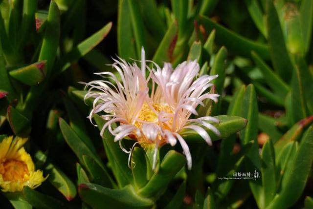 冰菜好吃吗?像什么蔬菜的味道，冰菜好吃吗?像什么蔬菜的味道（植物笔记~ 冰菜是什么菜）