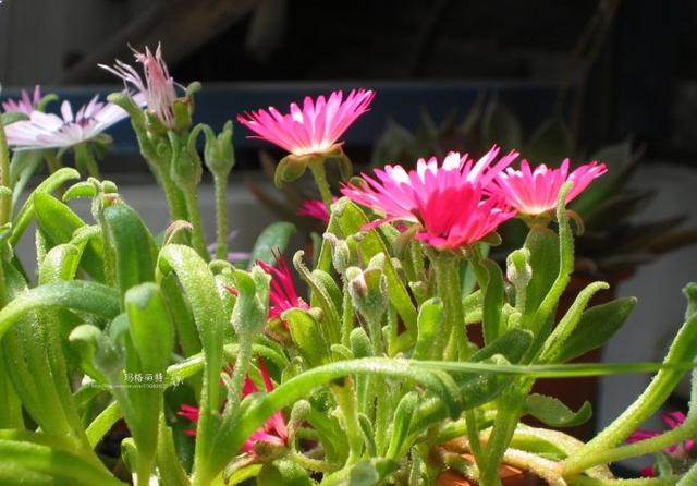 冰菜好吃吗?像什么蔬菜的味道，冰菜好吃吗?像什么蔬菜的味道（植物笔记~ 冰菜是什么菜）