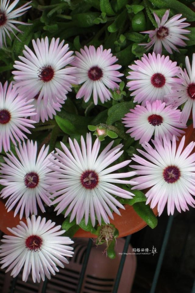 冰菜好吃吗?像什么蔬菜的味道，冰菜好吃吗?像什么蔬菜的味道（植物笔记~ 冰菜是什么菜）