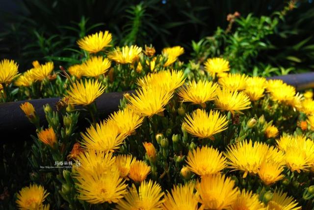冰菜好吃吗?像什么蔬菜的味道，冰菜好吃吗?像什么蔬菜的味道（植物笔记~ 冰菜是什么菜）