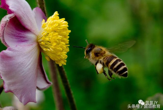 小白兔是什么意思，小白兔的糖果屋讲的是什么意思（二年级第一单元口语交际）