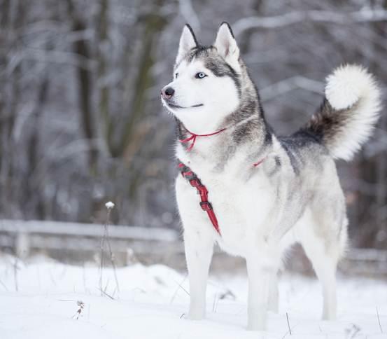 雪橇犬有几种，雪橇犬有几种图片（你以为雪橇犬只有那三傻吗）