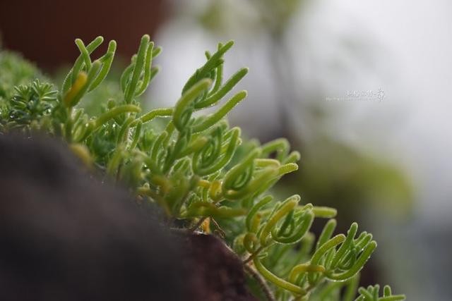 冰菜好吃吗?像什么蔬菜的味道，冰菜好吃吗?像什么蔬菜的味道（植物笔记~ 冰菜是什么菜）