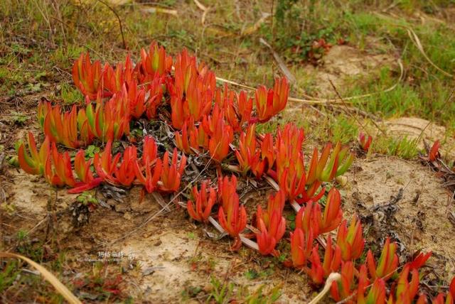 冰菜好吃吗?像什么蔬菜的味道，冰菜好吃吗?像什么蔬菜的味道（植物笔记~ 冰菜是什么菜）