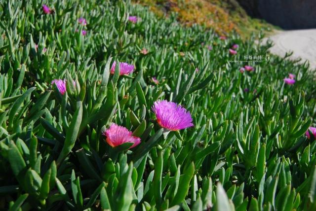 冰菜好吃吗?像什么蔬菜的味道，冰菜好吃吗?像什么蔬菜的味道（植物笔记~ 冰菜是什么菜）