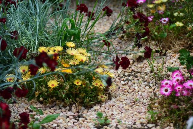 冰菜好吃吗?像什么蔬菜的味道，冰菜好吃吗?像什么蔬菜的味道（植物笔记~ 冰菜是什么菜）