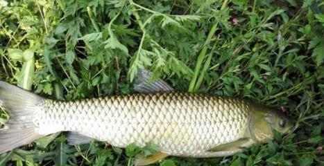 钓草鱼配方，钓草鱼饵料搭配（老钓友分享了两款私藏很久的草鱼饵料配方）