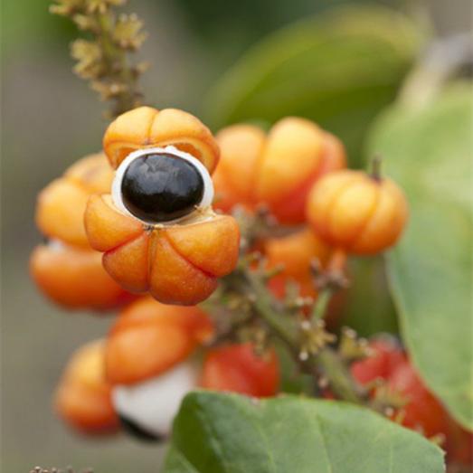 瓜拉纳的功效与作用,瓜拉纳有用吗(巴西特产,瓜拉那,巴西的特色)