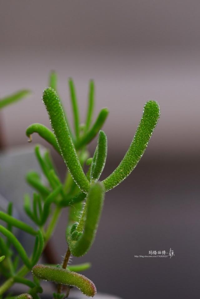 冰菜好吃吗?像什么蔬菜的味道，冰菜好吃吗?像什么蔬菜的味道（植物笔记~ 冰菜是什么菜）