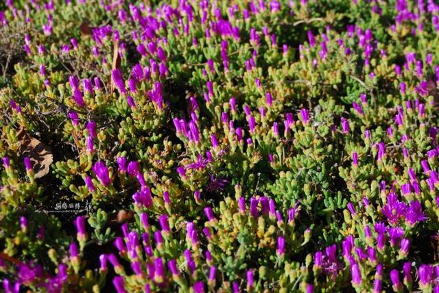 冰菜好吃吗?像什么蔬菜的味道，冰菜好吃吗?像什么蔬菜的味道（植物笔记~ 冰菜是什么菜）