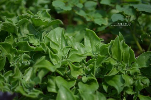 冰菜好吃吗?像什么蔬菜的味道，冰菜好吃吗?像什么蔬菜的味道（植物笔记~ 冰菜是什么菜）