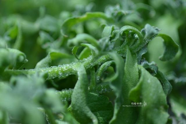 冰菜好吃吗?像什么蔬菜的味道，冰菜好吃吗?像什么蔬菜的味道（植物笔记~ 冰菜是什么菜）