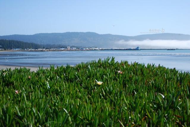 冰菜好吃吗?像什么蔬菜的味道，冰菜好吃吗?像什么蔬菜的味道（植物笔记~ 冰菜是什么菜）