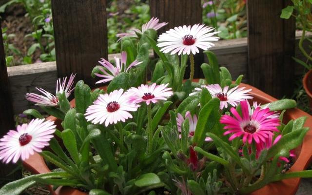 冰菜好吃吗?像什么蔬菜的味道，冰菜好吃吗?像什么蔬菜的味道（植物笔记~ 冰菜是什么菜）