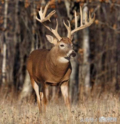 小白兔是什么意思，小白兔的糖果屋讲的是什么意思（二年级第一单元口语交际）