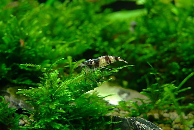 绿菊水草怎么养，绿菊水草怎么固定（这几点必不可少）