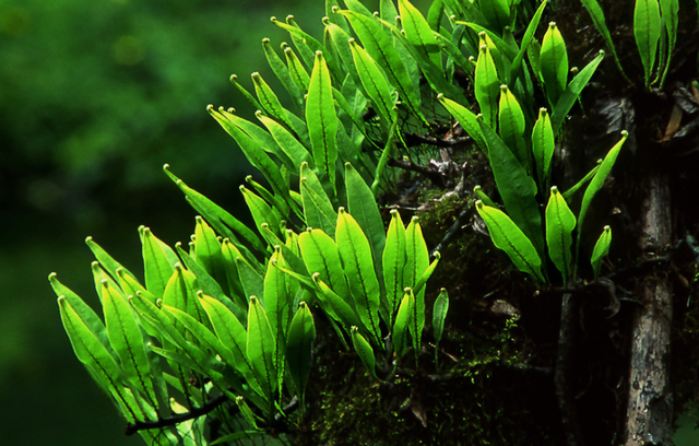 绿菊水草怎么养，绿菊水草怎么固定（这几点必不可少）