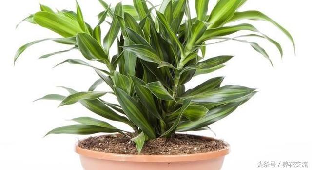 金心巴西铁养殖方法介绍,金心巴西铁适合家养吗(盆栽养在室内大半个月