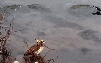 梦见香蕉是什么意思，梦见香蕉周公解梦（香蕉吃不下）