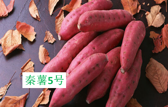 2,你知道我国的红薯有多少个种类吗?哪些品种更适合自己种植?