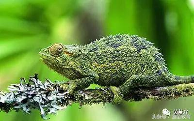 小白兔是什么意思，小白兔的糖果屋讲的是什么意思（二年级第一单元口语交际）